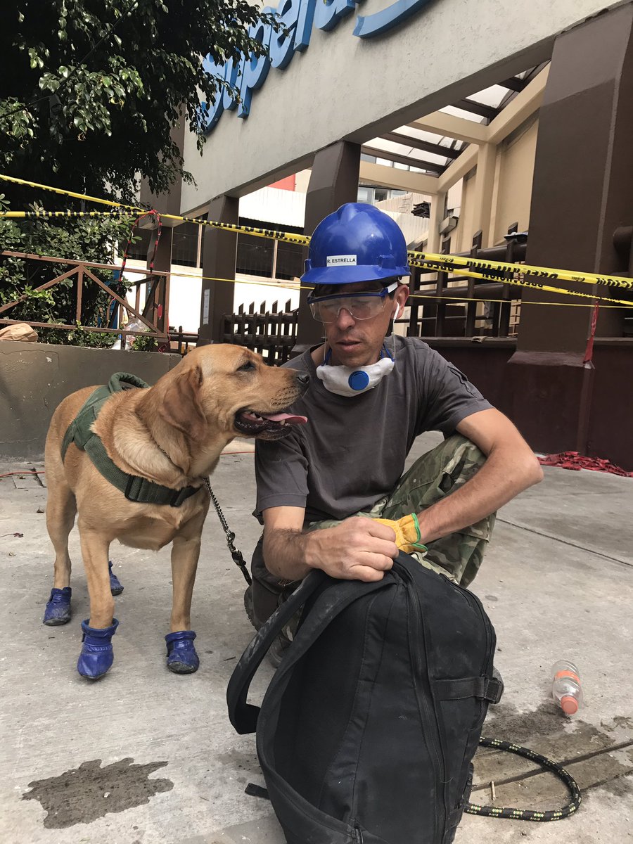 En días de crisis la gente necesita símbolos, iconos
En México, los perros rescatistas ya lo son
A la  izquierda Frida. A la derecha Yuna