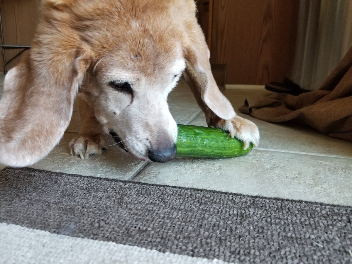 DerpyAbbyDog's tweet photo. #cucumberdog #dumbodog https://t.co/IsWI5wAPtv
