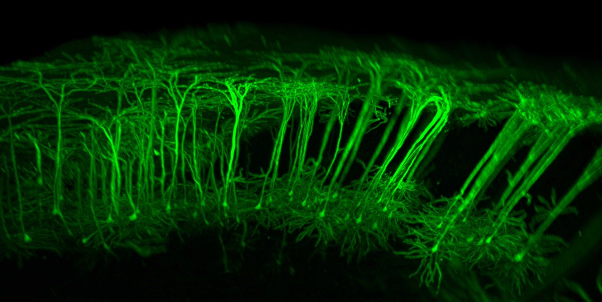 Dendritic arbors of cortical pyramidal neurons.

[<a href="/Danny_BGood/">Dan Bloodgood</a> <a href="/KashLaboratory/">Ka$h Lab of extraodinary brain science and magick</a> ]