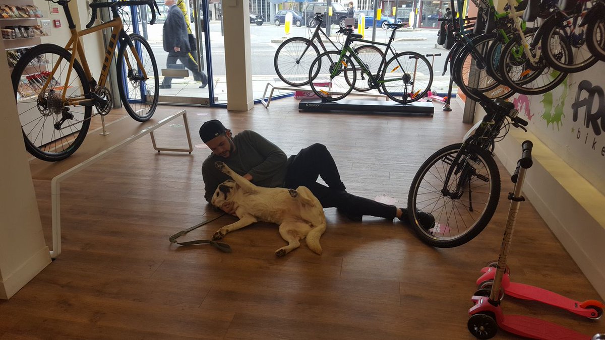 BarnetVelofit's tweet photo. Wednesday's #dogsday at our #bike shop @ https://t.co/Nmk2aKYrDf #onthehighstreet @ HighBarnet !! https://t.co/9XloeQBL2m