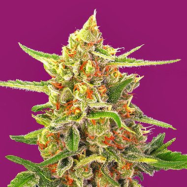 Happy Friday! Blaze up #Cherry #MMJ #weed #marijuana #Sativa #Indica