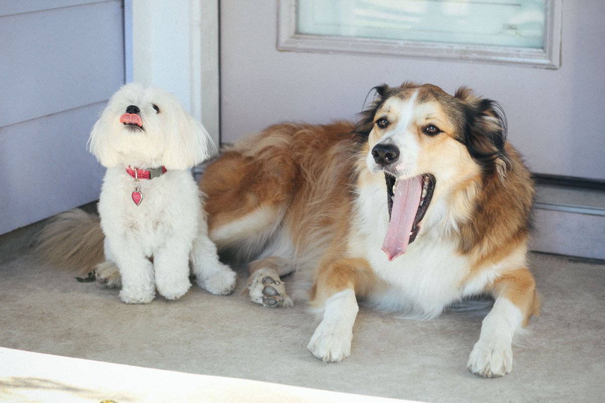 FMPetFoods's tweet photo. We're excited because FriYAY is here! https://t.co/3JepyFfR7h