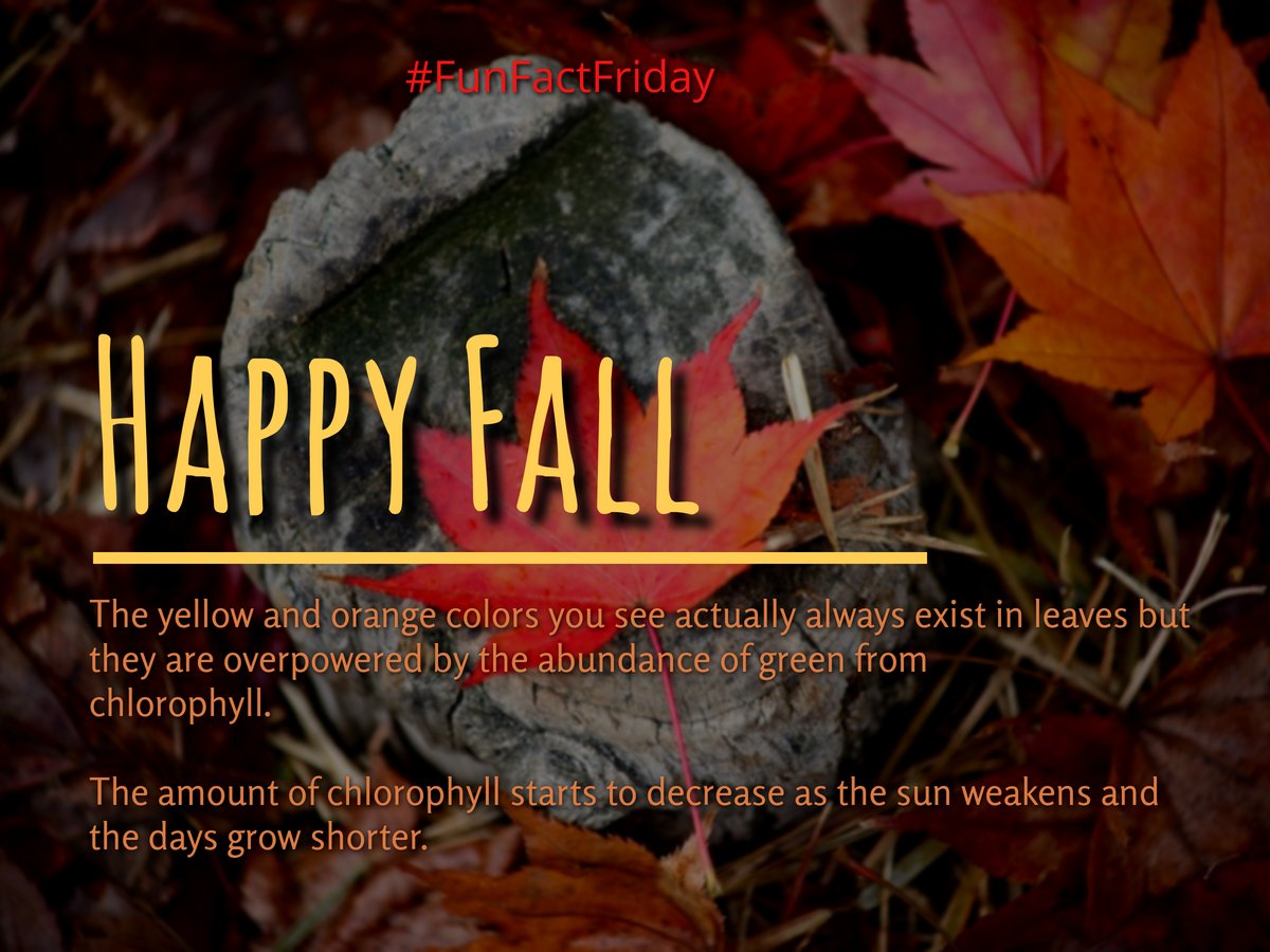 SmartstopAM's tweet image. Happy #FirstDayofFall 
#FridayFeeling