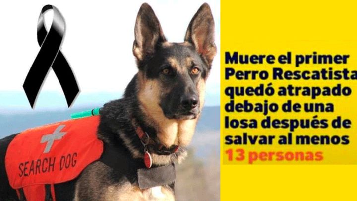 EnterateCali's tweet photo. La verdad de “Ariel” el perro rescatista fallecido en #Mexico.
https://t.co/dwEoWuHTep https://t.co/KMNHykGCcr