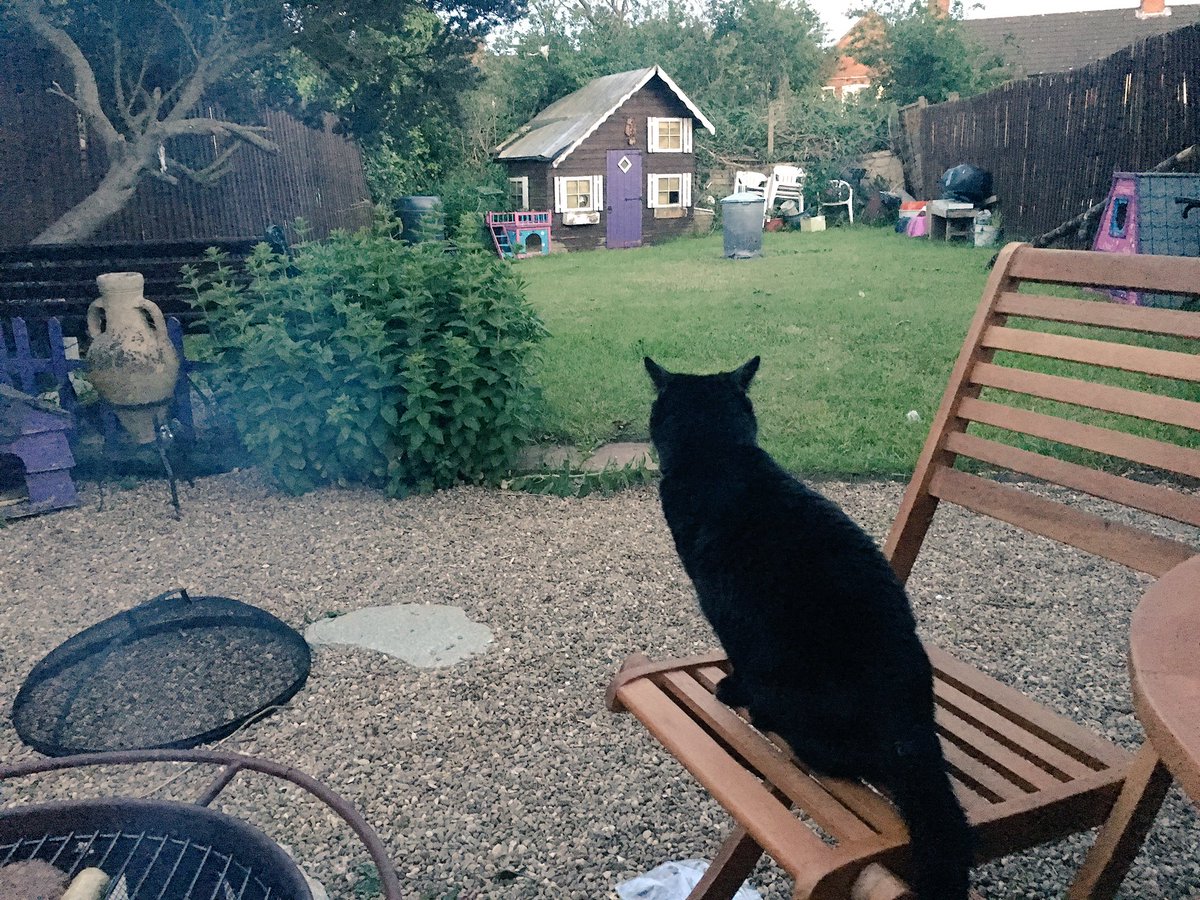 scampipoos's tweet photo. I nominate #homeless #jack #Catoftheday tmrow he is off to #catsptotection on his journey hoping for a furrever home. (1) https://t.co/BrxtNMmhND