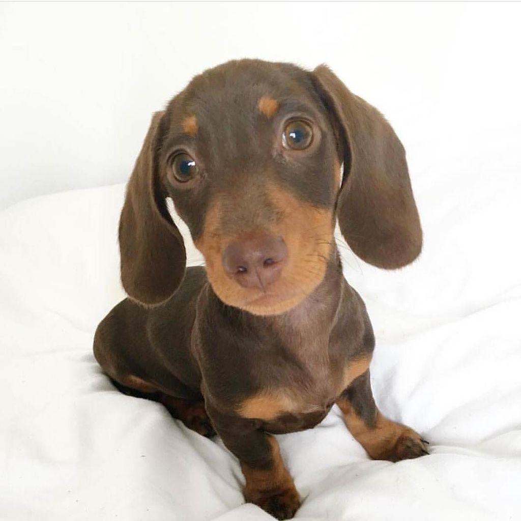 HugADachshund's tweet photo. Just a little dachie 🐶🐾 - @harleythedachie
▪▪▪
#Hugadachshund #dachshund #dachshunds #dachshundoftheday #dachshund… https://t.co/SdvYTNULeM https://t.co/nrFzNsj8cT