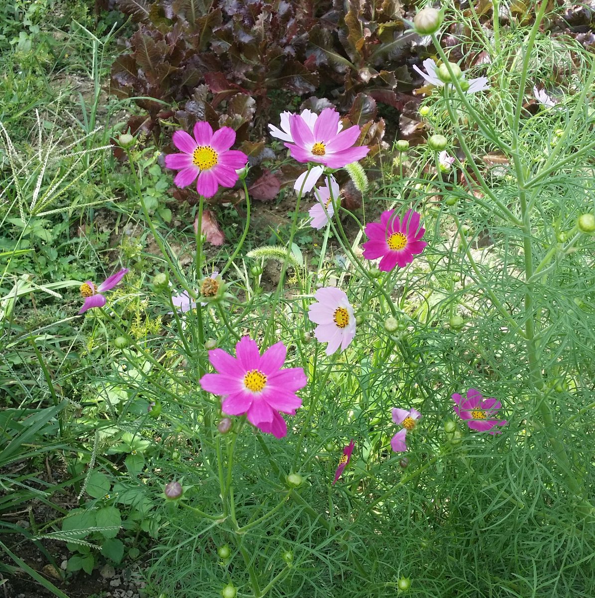 가을 맑은 햇살 속에
한들 한들 코스모스
아...
가을이 깊어 가고 있네.