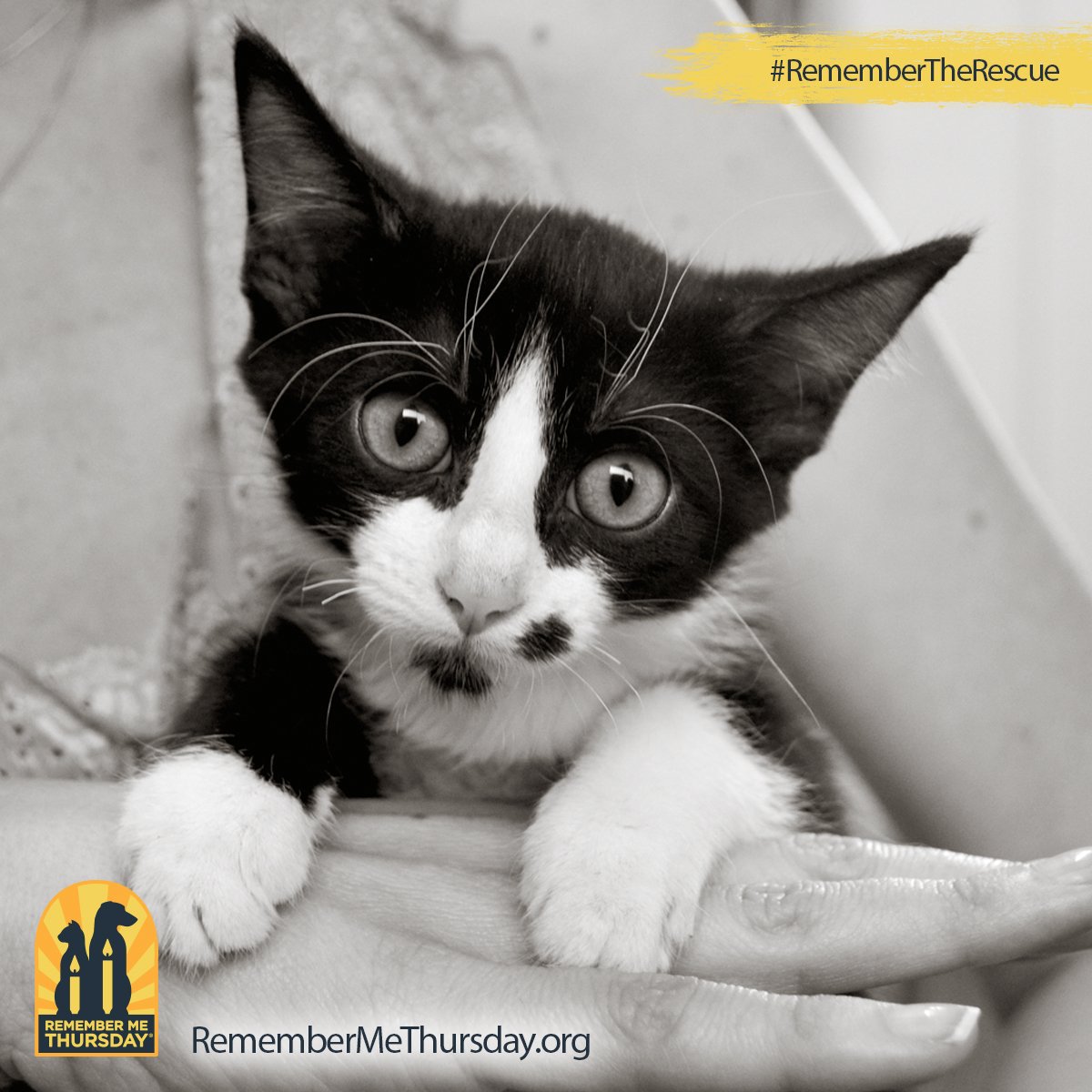 blue buffalo tweet media