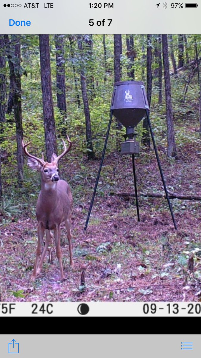 bob_caton's tweet photo. @BossBuck not sure you could of placed him in a better spot. Central Georgia Buck. https://t.co/BqeQUnQVfp