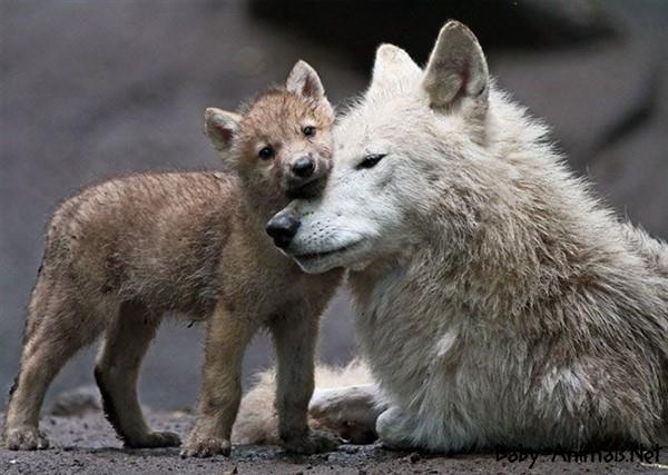 _wolves__'s tweet image. ~Have a nice day and weekends~