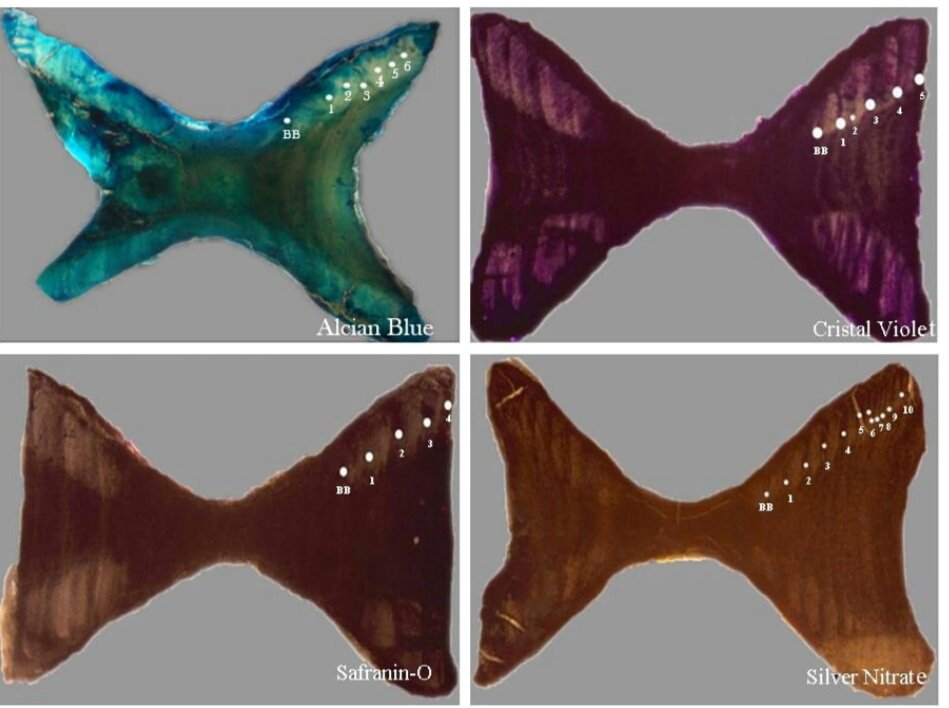 afyesilsu's tweet photo. #Staining Techniques for #AgeDetermination of Some 
#Chondrichthyan Species

https://t.co/5pwGkiD7BW https://t.co/xfJQtbNpuC