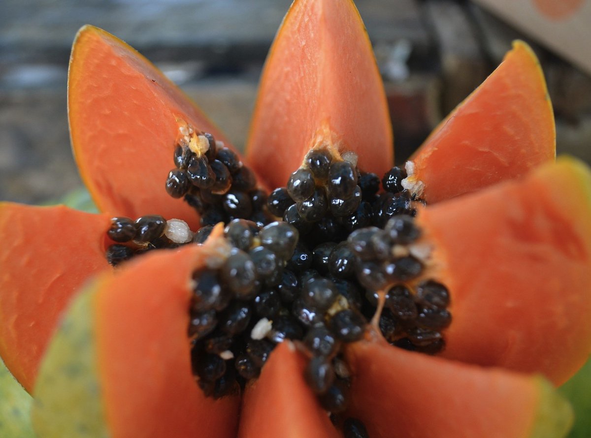 glamcation's tweet photo. #DidYouKnow Papaya Enzyme found in exfoliators is best for resurfacing and anti-aging! 😉🍋♥️#beauty #glam #DIY #skincare #papaya #skintip https://t.co/Z1lqOy2pFs