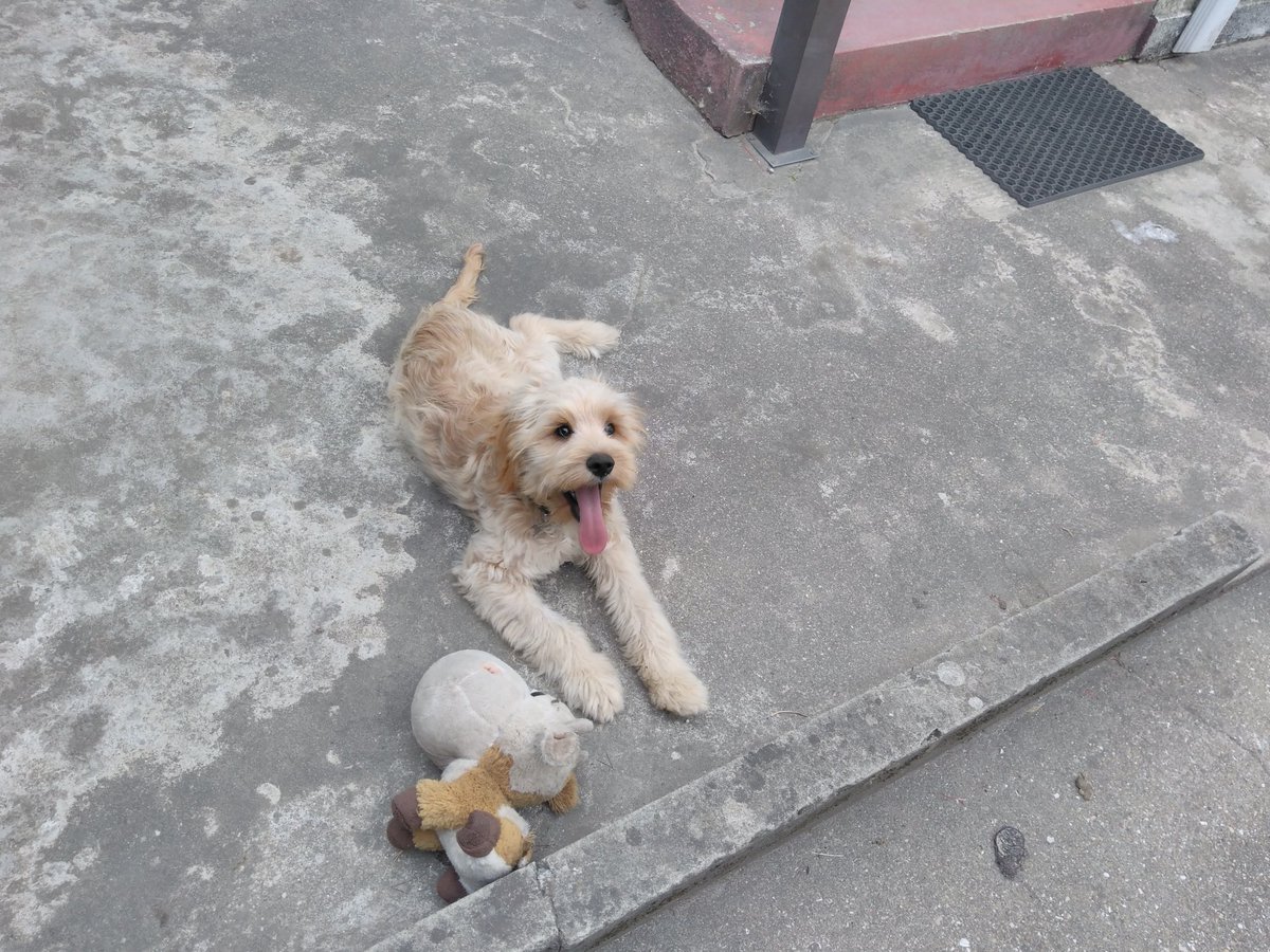 shmortyy's tweet photo. 🐶 https://t.co/rVfu4GJBrO