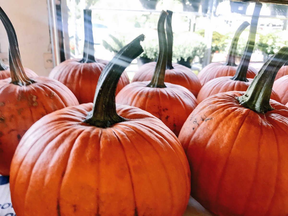 casiestewart's tweet photo. The most wonderful time of year! ππ»π€‘πππ #AutumnEquinox #cottaglife https://t.co/IUOoTRajf8