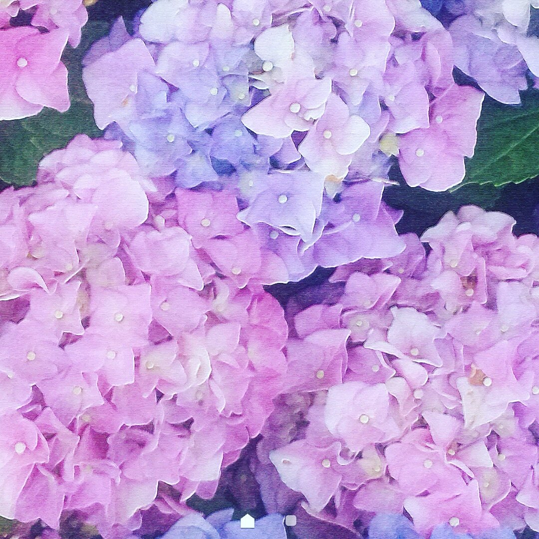 ATIMEC's tweet photo. É #Primavera ... te amo!💐🎶🎧🎤🎵🌹 https://t.co/gkEu9uf0kk