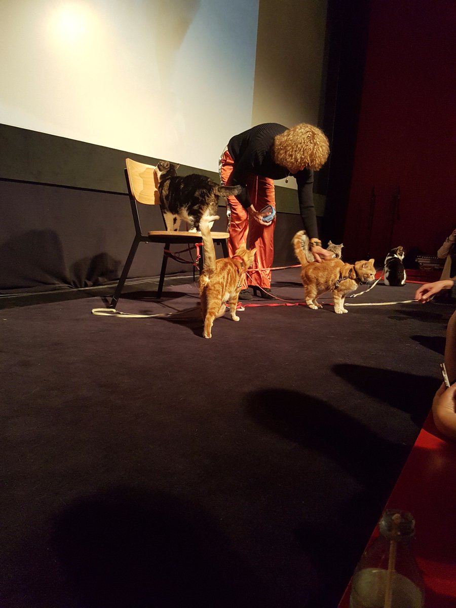 Maaike_CCNL's tweet photo. Miauw! Cats in the cinema🐱 #Cinemeow is about to start with these cuties #nff2017 #Nederlandsfilmfestival @Pathe https://t.co/NUIMP1mCsI