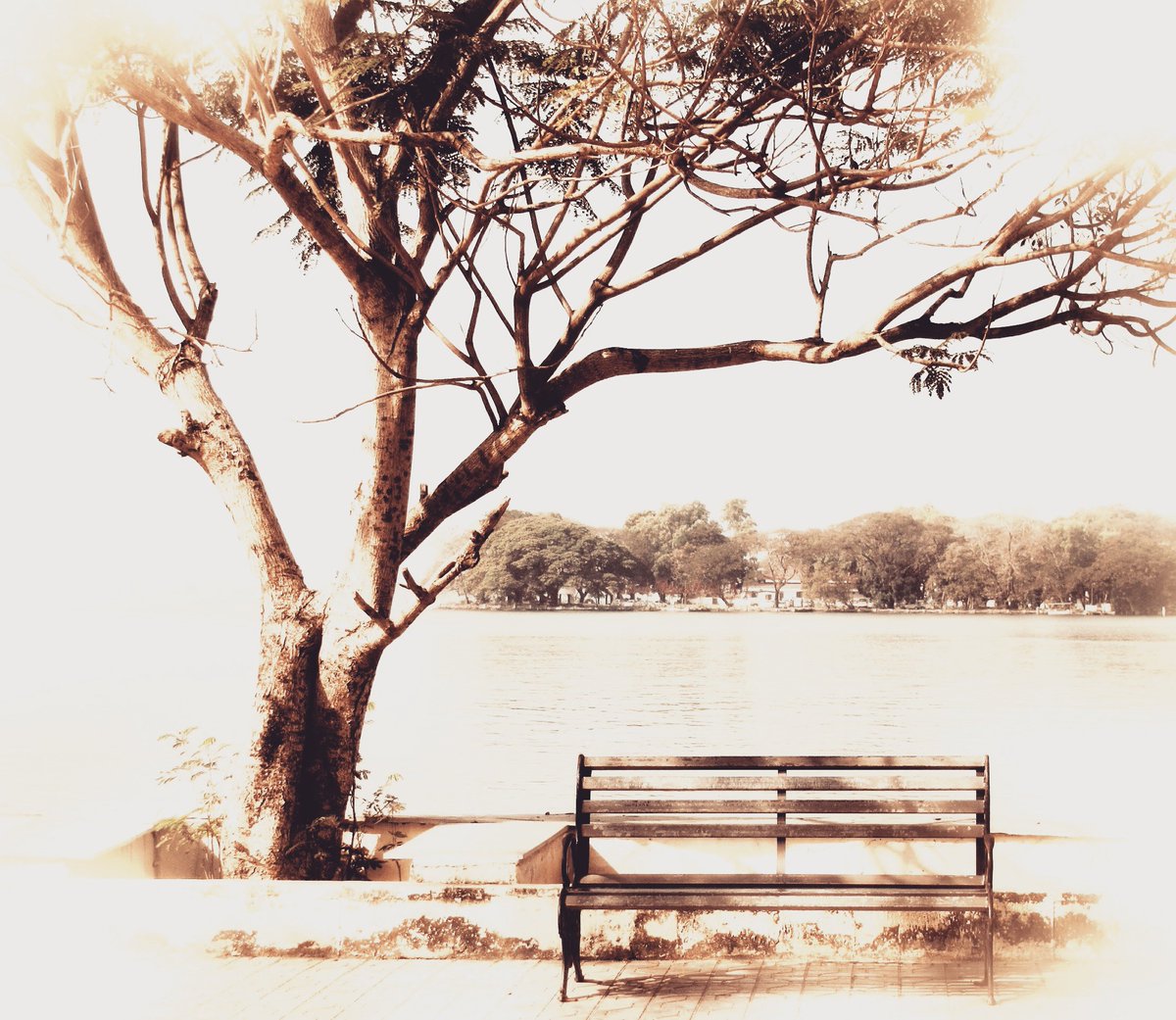 Sindhu Anand Twitter Theres Something Very Enticing About An Empty Bench Under A Tree And If Its Facing A River