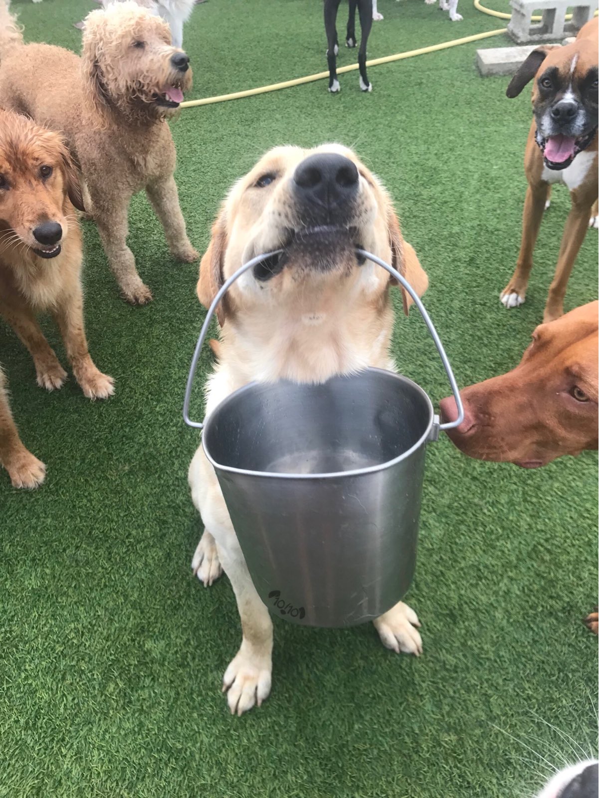 Doggo daycare cheap