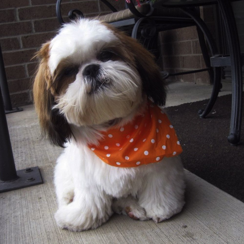 ForeverShihtzu's tweet photo. I Love my Bandana! 🐾🐕😍

 #ShihTzu #Pets #Cute https://t.co/wRqbuzmSEz