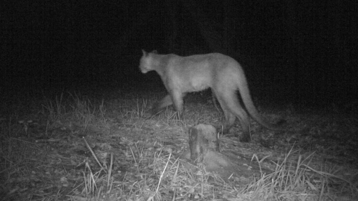 duluthnews's tweet image. Likely cougar caught on camera in southern Minnesota trib.al/NRmbRPv