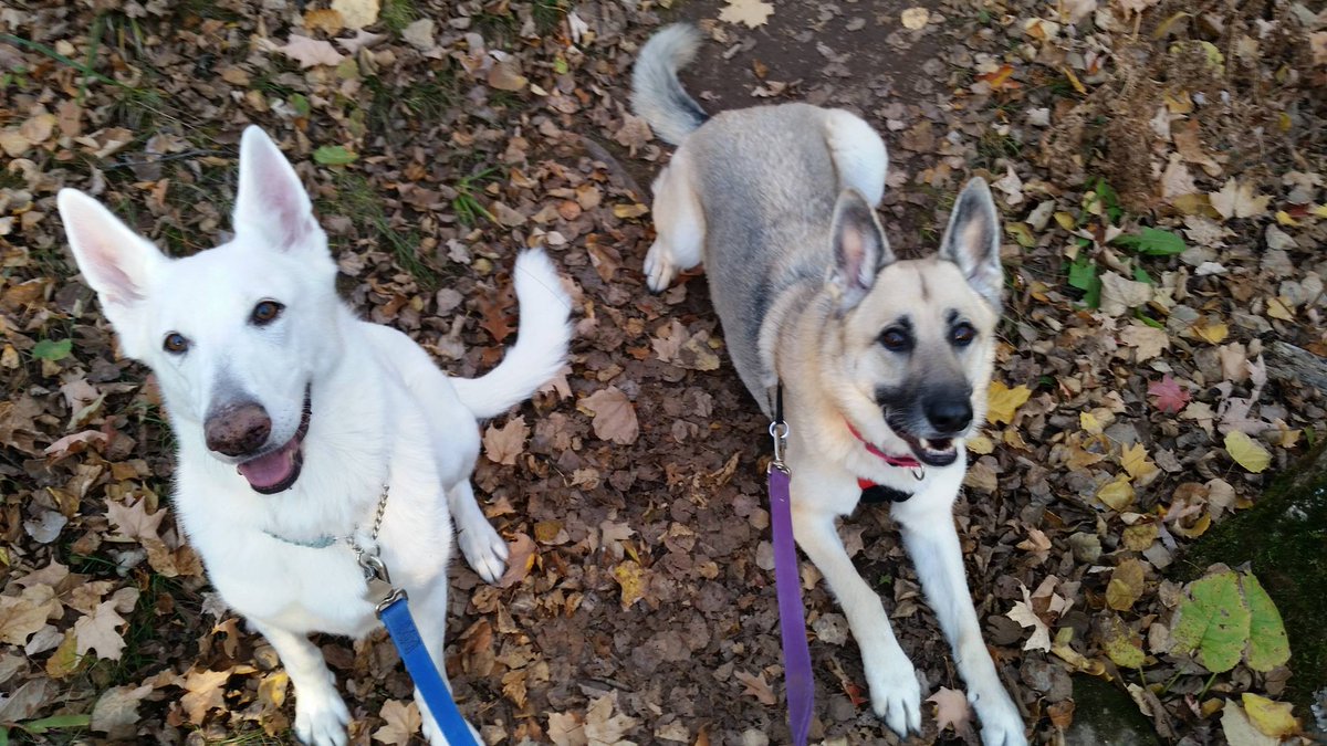 GSDXander's tweet photo. My #SisterDog @GSDLuna crossed the #RainbowBridge yesterday. We will always love and remember her.
#GSD #WGSD #GermanShepherd #GoneTooSoon https://t.co/UUvUS6WYbP
