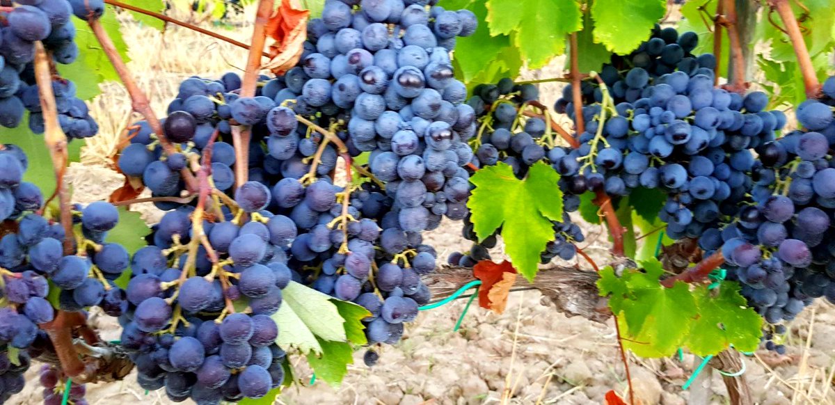 Ducropio's tweet photo. Antico...autoctono... coraggioso...
il Gaglioppo
vera espressione del Ciro' Doc
#DuCropioVinery #Goglioppo #Calabria #winelovers #wine https://t.co/1JPhFwzBdq
