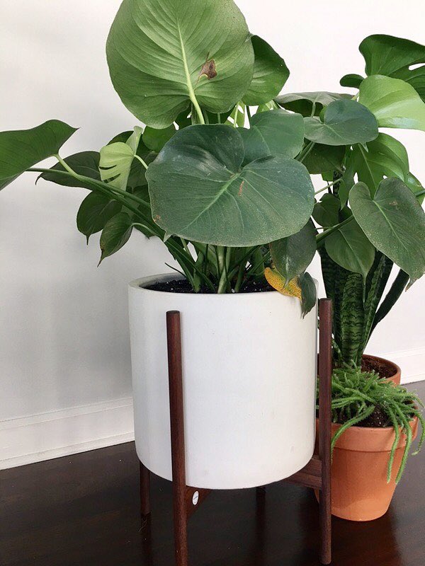 We Appreciate Plants @ Foster Studio