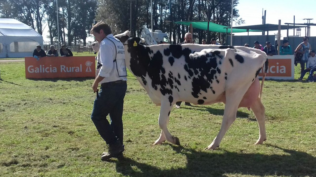 Mercolactea's tweet photo. JURA HEMBRAS HOLANDO ARGENTINO
Por la Pista Central del @INTARafaela pasaron imponentes ejemplares.
¡Seguimos viviendo #Mercolactea2017! https://t.co/6hFVPs0oY9