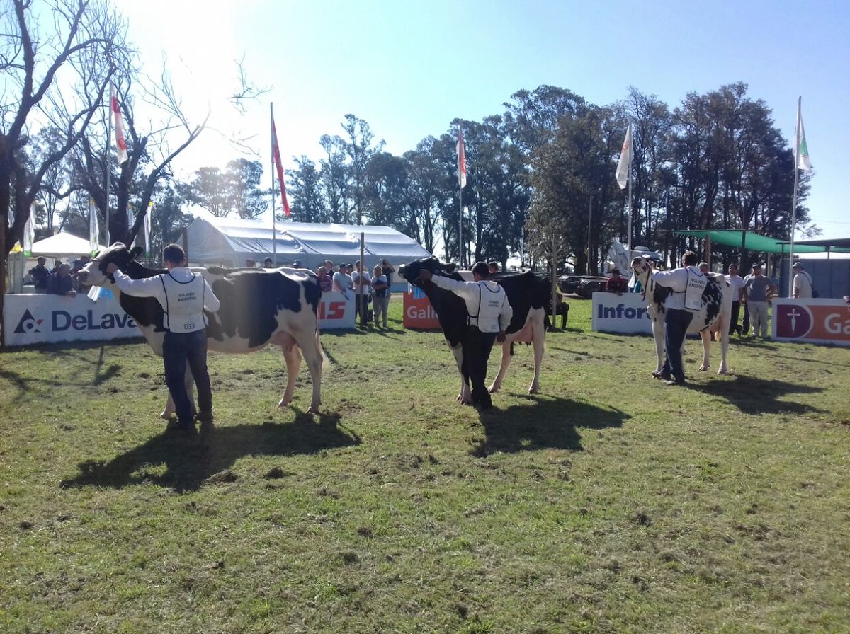 Mercolactea's tweet photo. JURA HEMBRAS HOLANDO ARGENTINO
Por la Pista Central del @INTARafaela pasaron imponentes ejemplares.
¡Seguimos viviendo #Mercolactea2017! https://t.co/6hFVPs0oY9