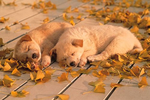 TransportSleep's tweet photo. Happy first day of Autumn... https://t.co/tI47dQzJdH