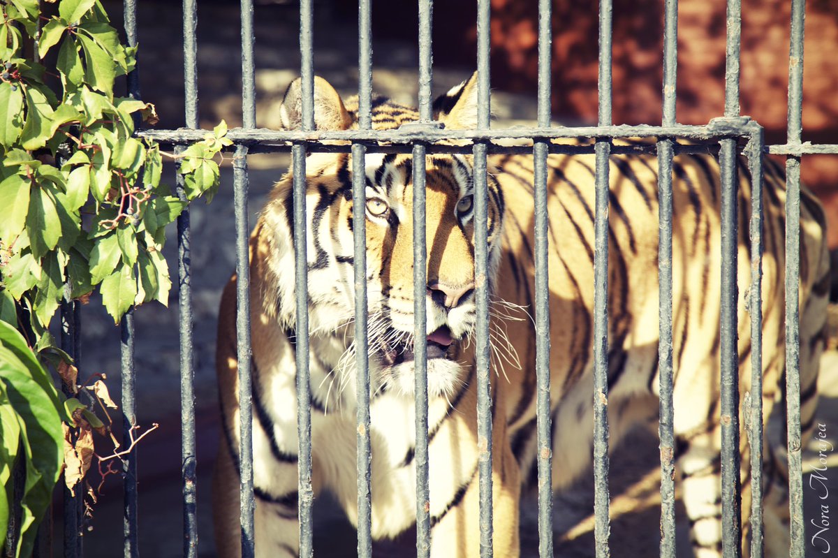 Nora_Morajea's tweet photo. #Tiger Taken Using: Canon 5D Mark iii @Tunis https://t.co/Xj0ryUKiQH