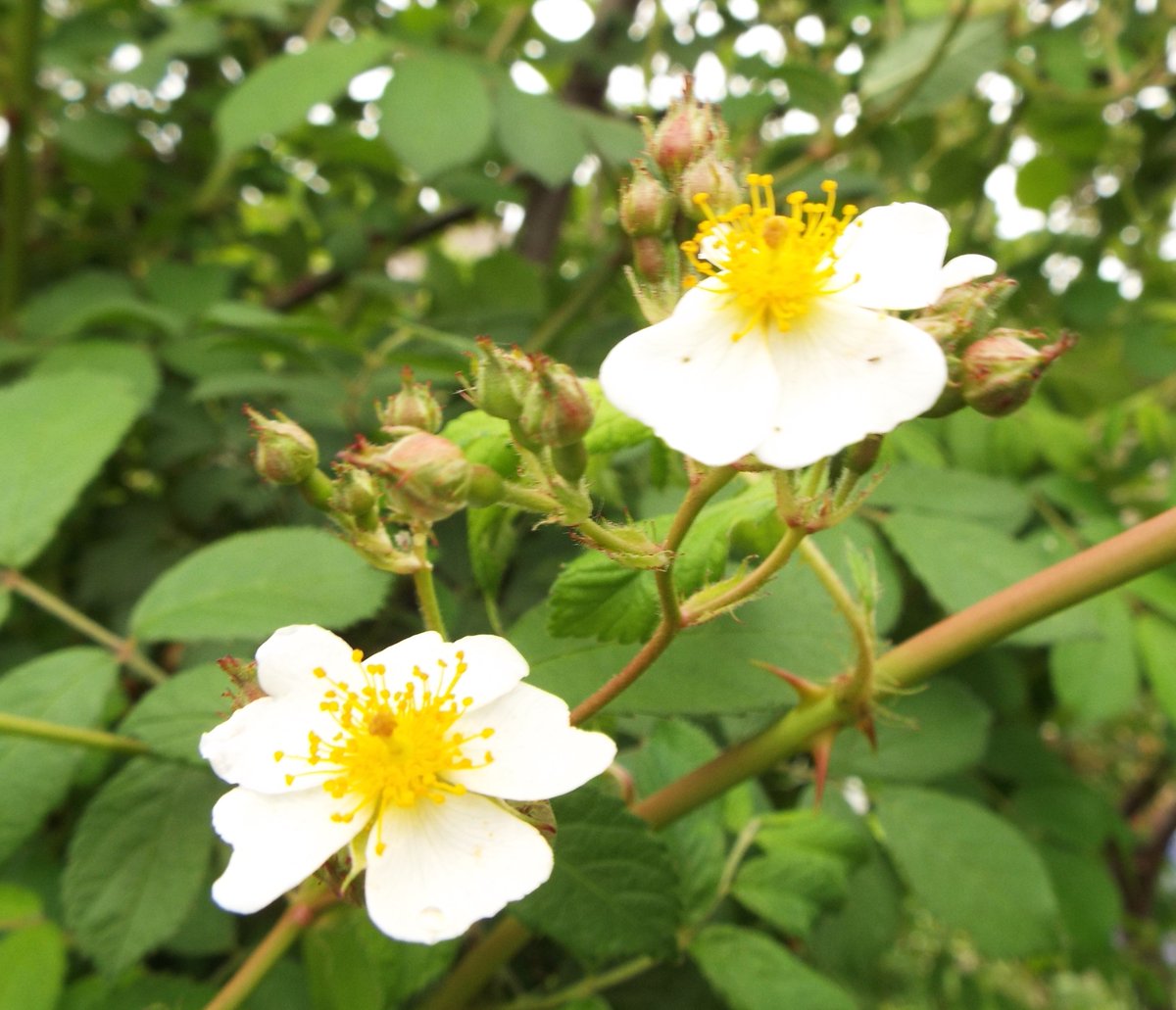 すべての美しい花の画像 心に強く訴える野ばら 花 言葉