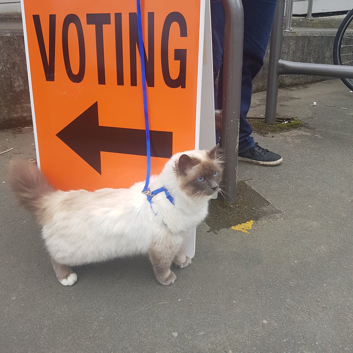 aimzyizzy's tweet image. After much strife, Raffie is now pawlitical! #CatsAtPollingStations #Petsatpollingstations #nzpol