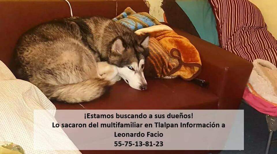 VIBRAmascotas's tweet image. Hay q encontrar a su familia humana =(