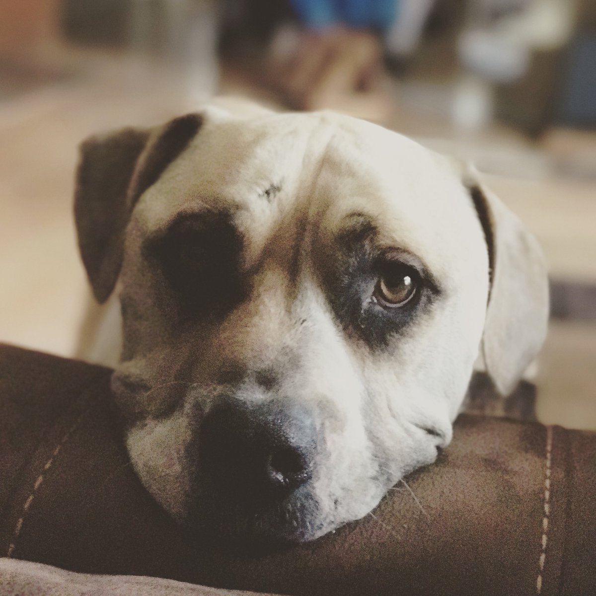 torij266's tweet photo. The only loyal thing out there these days is your animals #onlymanineed #rockey #babyboy https://t.co/LfOiZyJcXj
