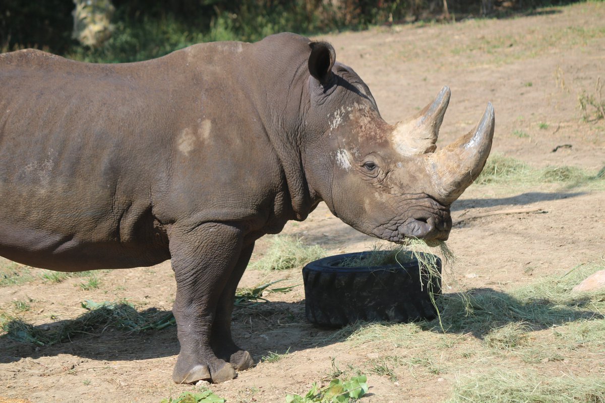 Our keepers would wish these guys a Happy #WorldRhinoDay, spelled out with some of their favorite treats! #TopNotchCare #RhinoLove