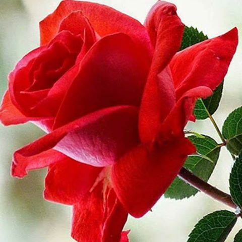 eman24alex12's tweet photo. لا أحد يكبر على الحب ، 
فليس للقلوب ضفائر ينال الشيب منها https://t.co/LhV58ya5TU
