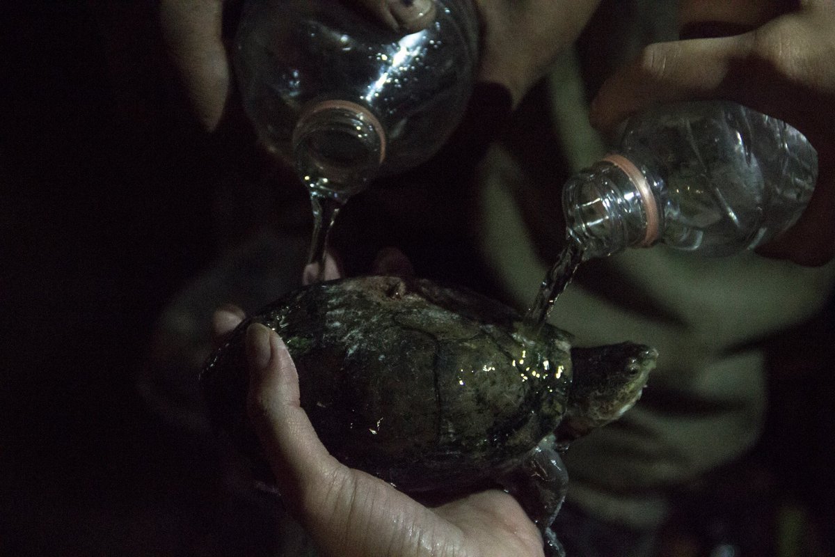 lopezdoriga's tweet photo. Estos héroes hasta una tortuga rescataron. Fotos de @Taniaphoto3 https://t.co/kQatEPFDYG