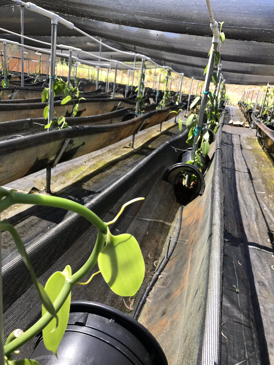 sweetpotato360's tweet photo. Vanilla adventitious aerial roots. Specialty Crops Farm Tour. #ASHS2017 https://t.co/MMaNxvK8QO