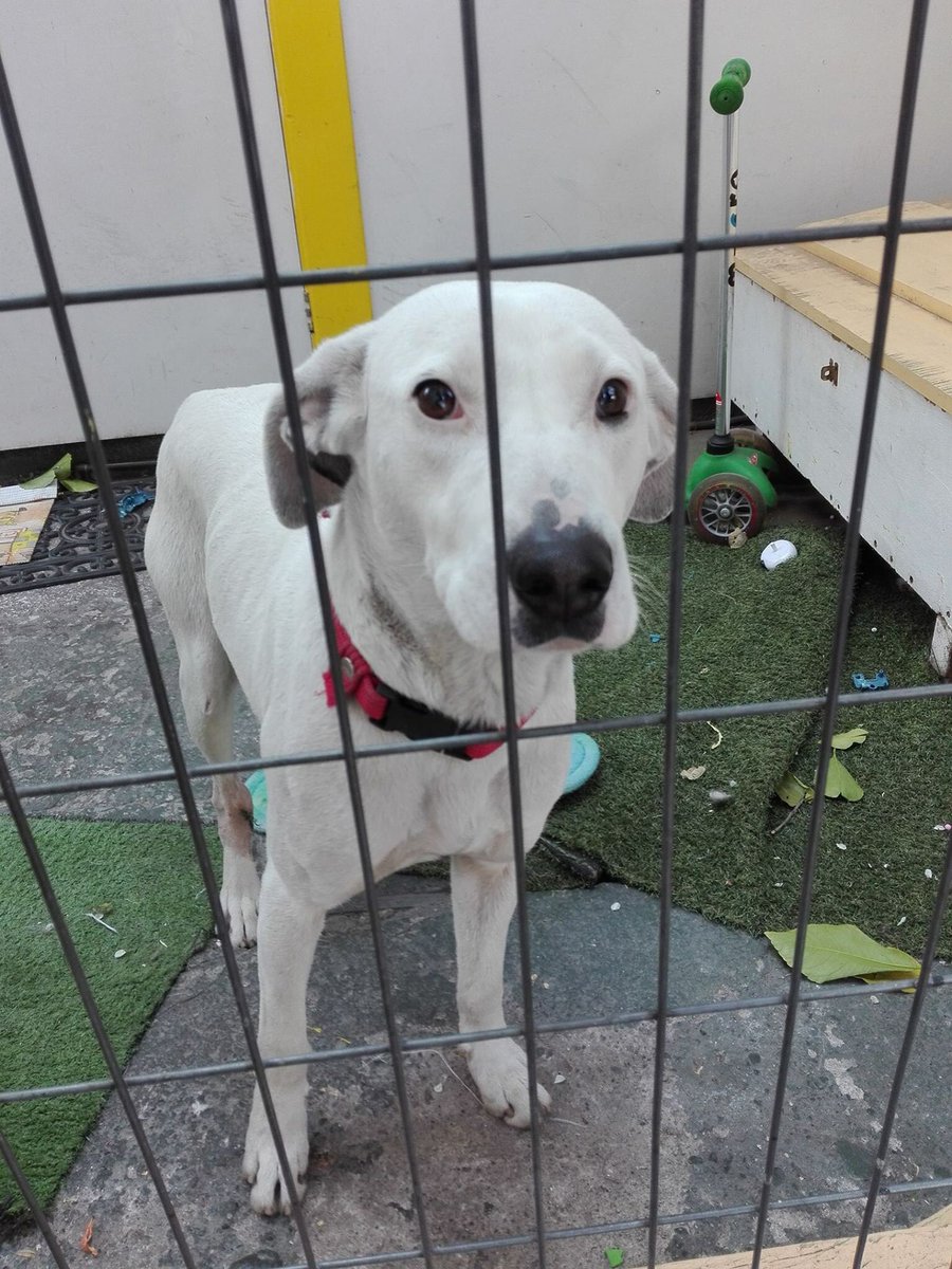 Retenido en Providencia, con collar rojo, operado de su patita, favor difundir, está muy triste, nos ayudan?