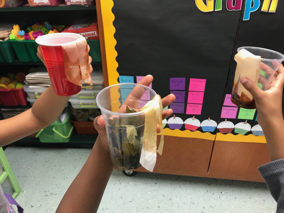 MNESKdgnTeam's tweet photo. Fall science experiment @MNEStheBest - removing color from leaves. #kgstem #kgscientists https://t.co/tP8c6HTQbX