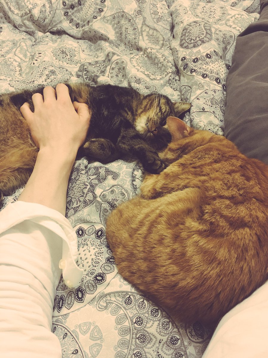 Colin_Cloud's tweet photo. My wee family. https://t.co/fzLpZganqP