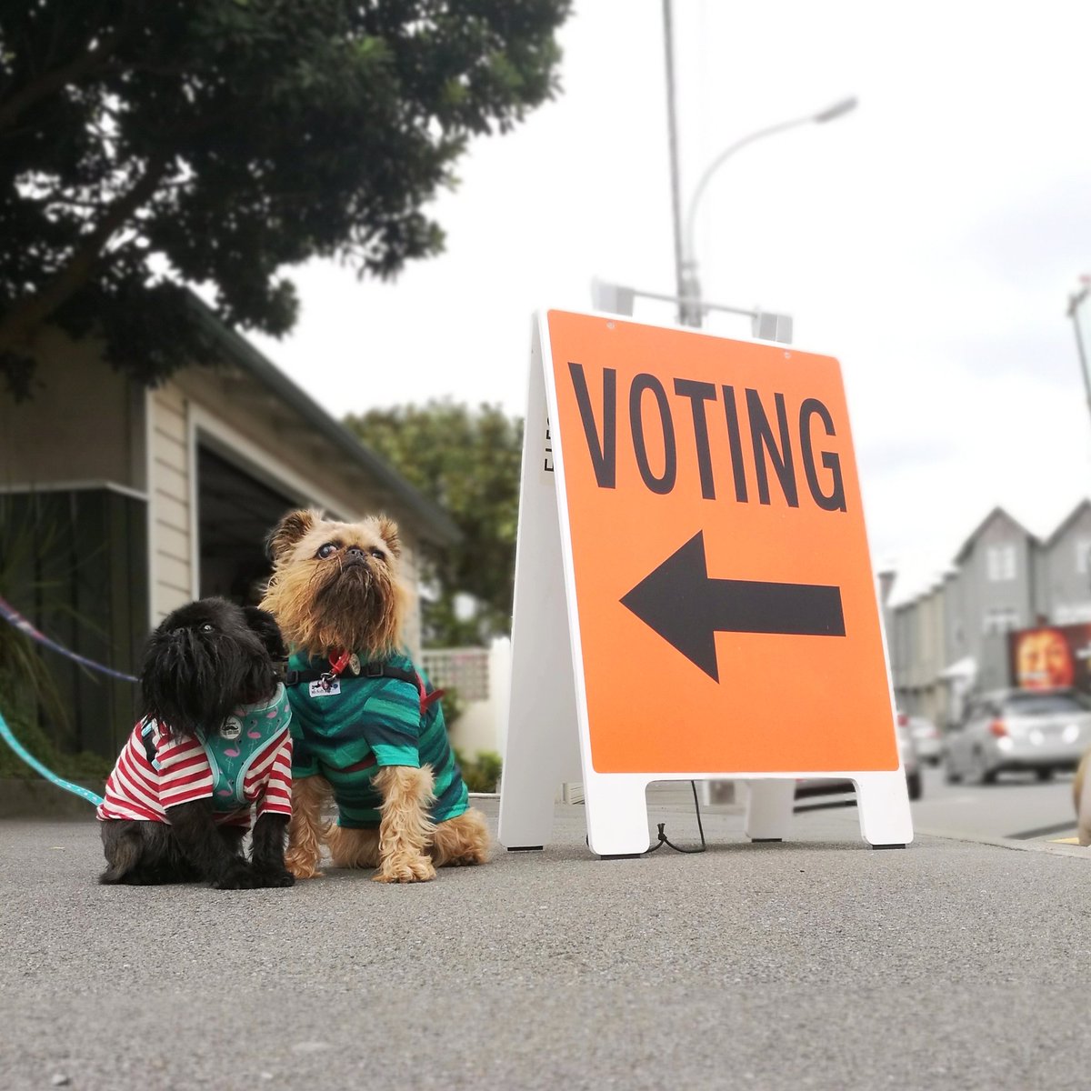 Yeah, we voted. 👌 #electionnz #election2017 #dogsatpollingstations