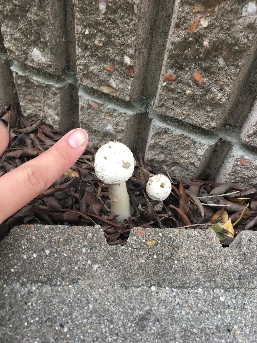 危険 白くて天使みたいなきのこ 殺しの天使 食べたらこうなる ただの毒きのこと思ったらあかん Togetter 危険 白くて天使みたいなきのこ 殺しの天使 食べたらこうなる ただの毒きのこと思ったらあかん Togetter