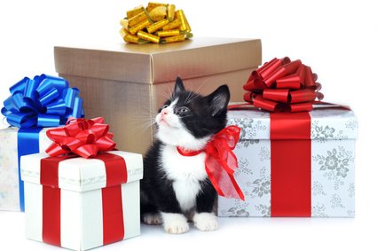 PawsInNeedBA's tweet image. Better Homes &amp;amp; Gardens/Tri-Valley Realty, 101 E. Vineyard Ave., #103, Livermore, CA (next to Campo di Bocce). Happy Gift Shopping! 2/2