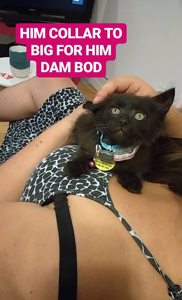 I adopted a kitten 2day and after while reading his health report, saw that his birthday is the exact same day as mine. it's fate. &amp;cat tax: