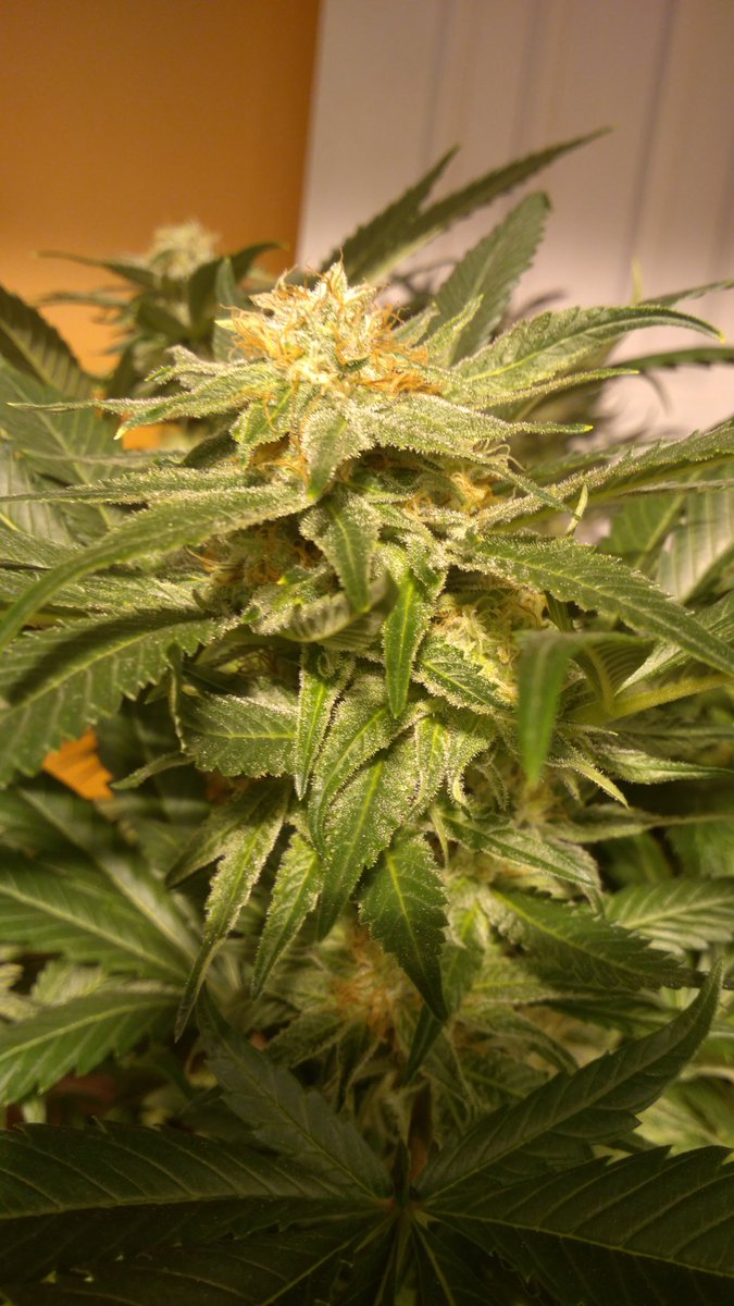PunoMartinez's tweet photo. #RoyalMoby de @royalqueenseeds #Chile #Weed ✌️✌️65%sativa, 35% indica debe de ser una maravilla. Ufff https://t.co/hZFP9RbHm7