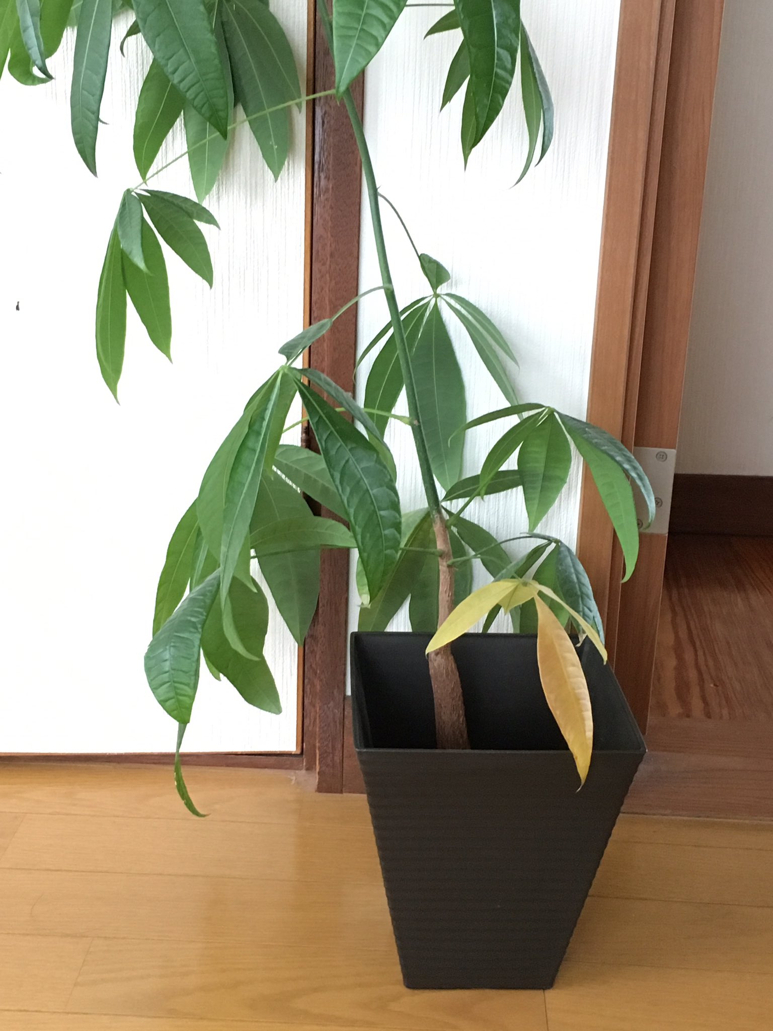 鈴木るる子 V Twitter 木になろうとするパキラ 下の方の葉っぱ 黄色くなって散りかけてるでしょう その部分が茎ではなく幹になりかけてるんです 元気がないわけではなく 成長の過程なんですねー T Co Pcylrrqbld Twitter