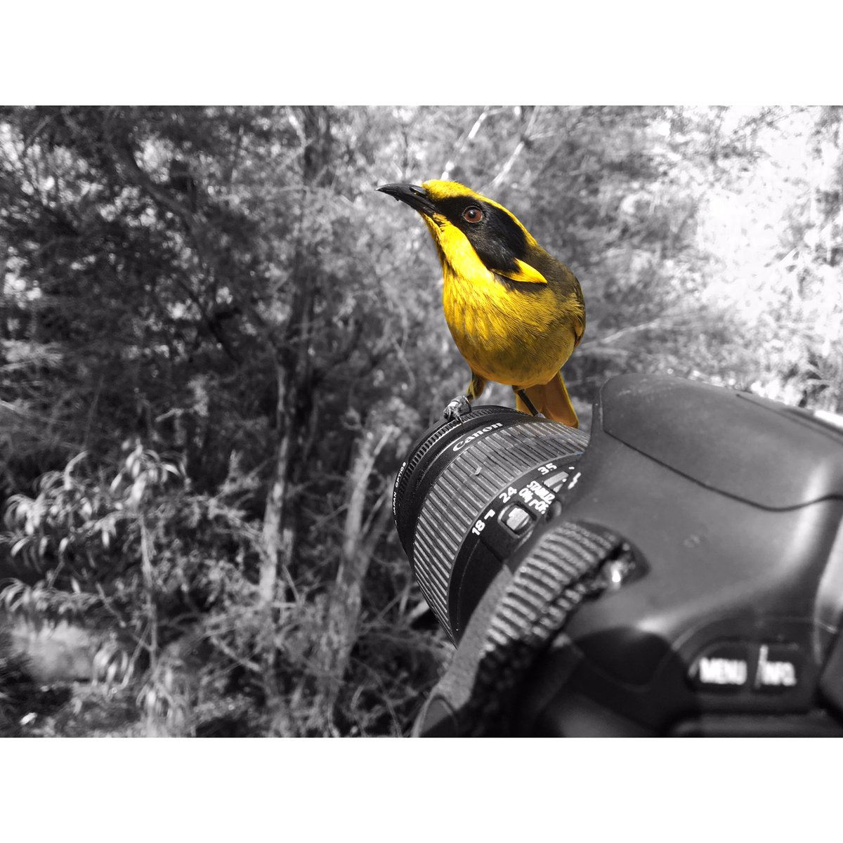 kgroma85's tweet photo. @Optus #takenoniphone #helmetedhoneyeater #zoosvictoria #healesvillesanctuary #optus https://t.co/lW5FS15uvA