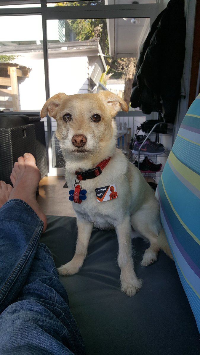 waveinvader's tweet image. Voted. TOP. Don't much like cats either #DogsAtPollingStations #decision17